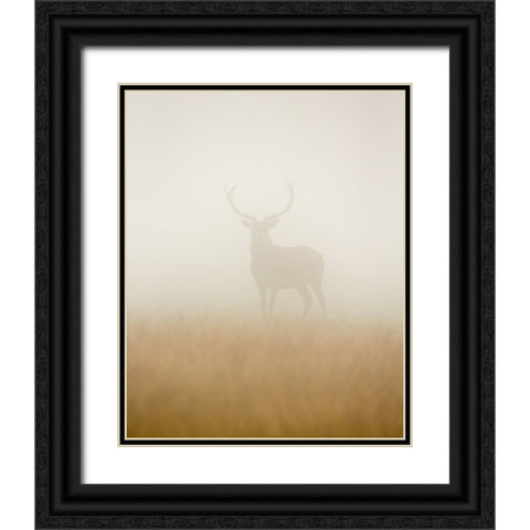 Ghost Stag Black Ornate Wood Framed Art Print with Double Matting by Harling, Stuart