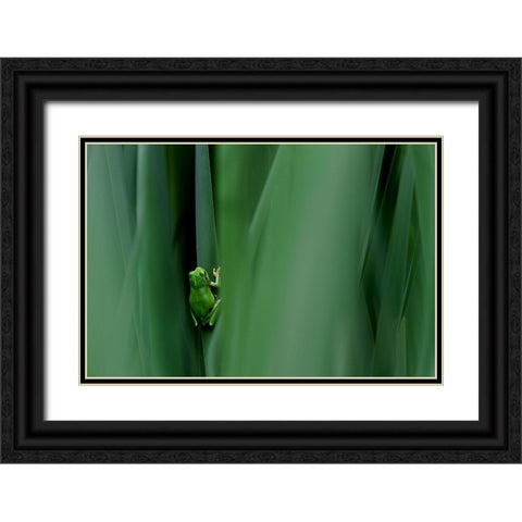 Stage Curtain Black Ornate Wood Framed Art Print with Double Matting by Mei, Massimo