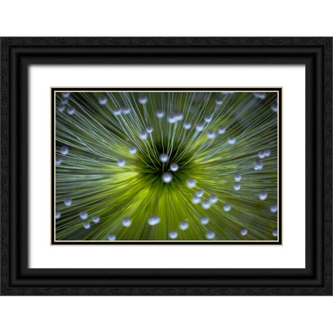 Inverted Commas Black Ornate Wood Framed Art Print with Double Matting by Faber, Wave