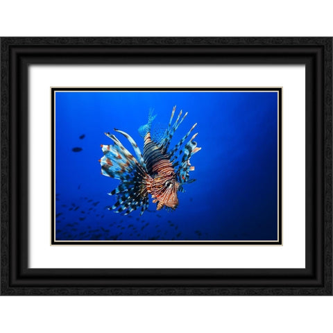 Lionfish Black Ornate Wood Framed Art Print with Double Matting by Gabriel, Barathieu