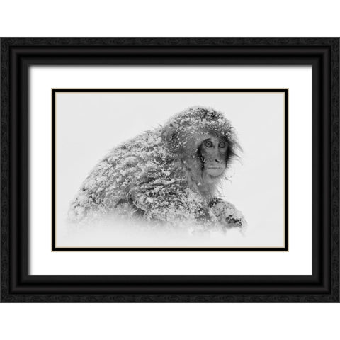 Snow Monkey Black Ornate Wood Framed Art Print with Double Matting by Tjandra, C.S.