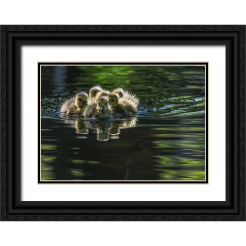 Cute Baby Canada Geese Black Ornate Wood Framed Art Print with Double Matting by Tian, Xiaobing