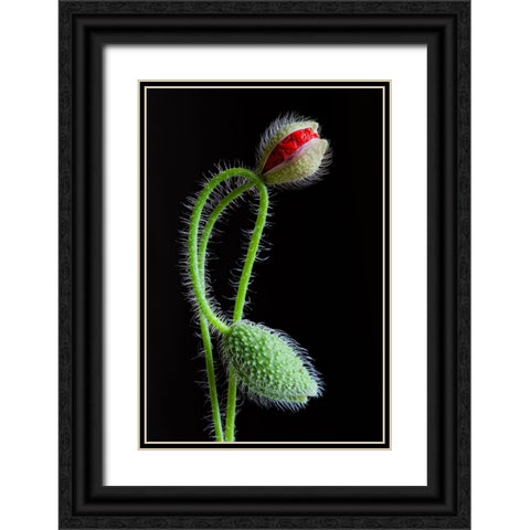 Interlaced Black Ornate Wood Framed Art Print with Double Matting by Lionse, Art