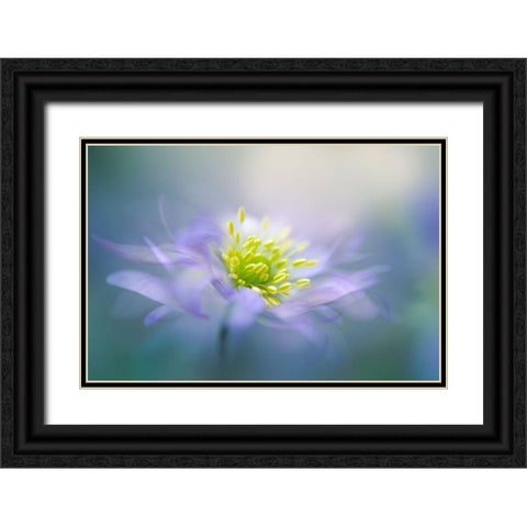 Windflower Black Ornate Wood Framed Art Print with Double Matting by Parker, Jacky