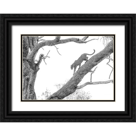 High Key Leopard Black Ornate Wood Framed Art Print with Double Matting by Marx, Jaco