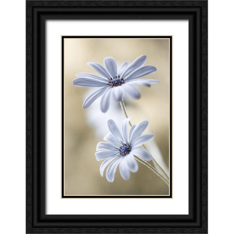 Cape Daisies Black Ornate Wood Framed Art Print with Double Matting by Disher, Mandy
