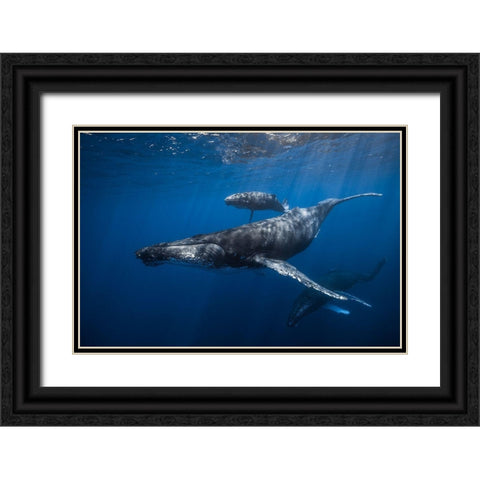 Humpback Whale Familys Black Ornate Wood Framed Art Print with Double Matting by Gabriel, Barathieu