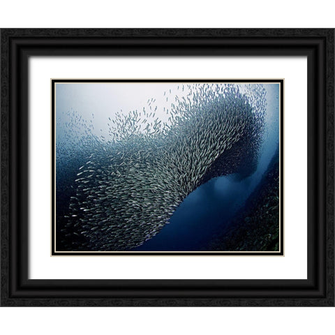Sardines Tornado Black Ornate Wood Framed Art Print with Double Matting by Jager, Henry