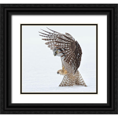 Pouncing !!!! Black Ornate Wood Framed Art Print with Double Matting by Forns, Alfred