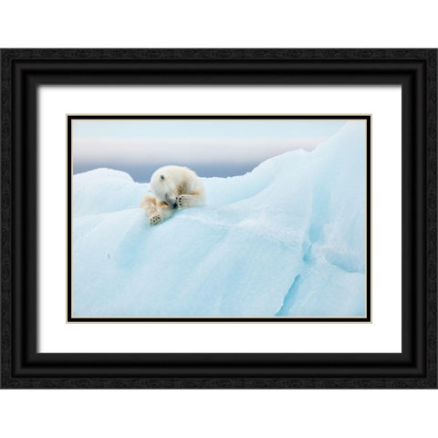 Polar Bear Grooming Black Ornate Wood Framed Art Print with Double Matting by Gil Raga, Joan