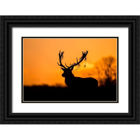 Red Deer Stag Silhouette Black Ornate Wood Framed Art Print with Double Matting by Harling, Stuart