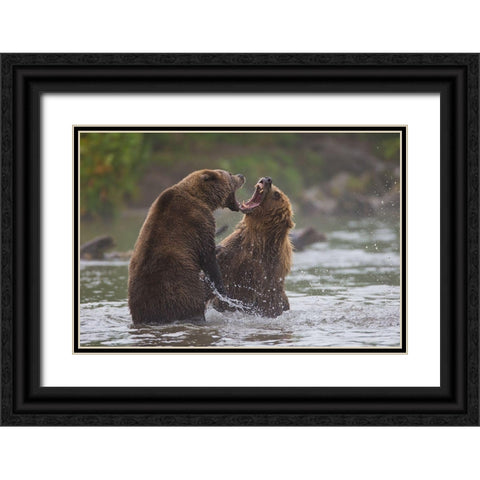Bears War Black Ornate Wood Framed Art Print with Double Matting by Ferraro, Valerio