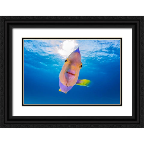 Kiss From An Angel Black Ornate Wood Framed Art Print with Double Matting by Kiefer, Ken