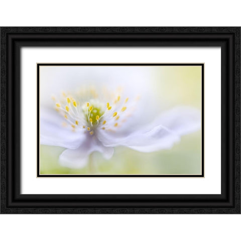 Anemone Beauty Black Ornate Wood Framed Art Print with Double Matting by Disher, Mandy