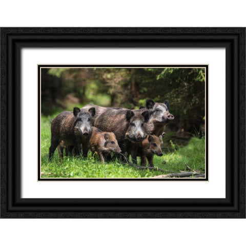 Wild Boar Family Black Ornate Wood Framed Art Print with Double Matting by Volkel, Stefan