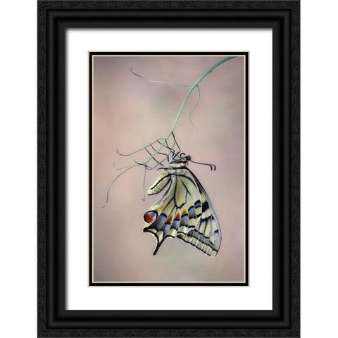 Papallona Rei Black Ornate Wood Framed Art Print with Double Matting by Hoffman, Jimmy