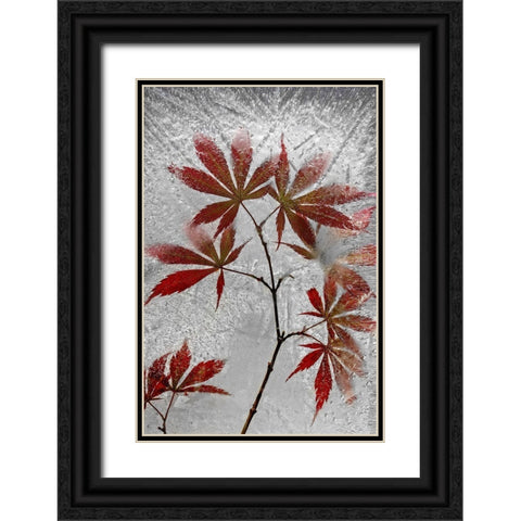 Red Maple Black Ornate Wood Framed Art Print with Double Matting by Losada, Secundino