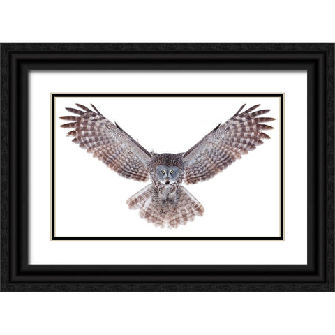 Power - Great Grey Owl Black Ornate Wood Framed Art Print with Double Matting by Cumming, Jim