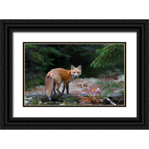 Red Fox In Algonquin Park Black Ornate Wood Framed Art Print with Double Matting by Cumming, Jim