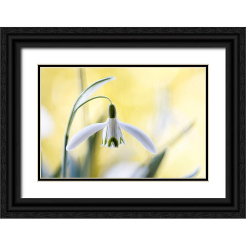 Snowdrops Black Ornate Wood Framed Art Print with Double Matting by Disher, Mandy