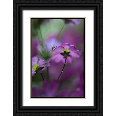 In Pink Surroundings Black Ornate Wood Framed Art Print with Double Matting by Westum, Heidi