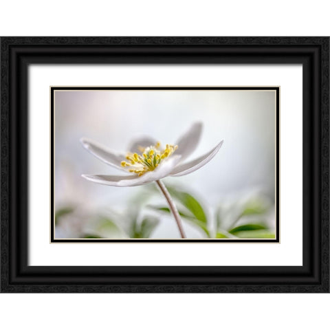 Wood Anemone Black Ornate Wood Framed Art Print with Double Matting by Disher, Mandy