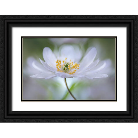 Nemorosa Nirvana Black Ornate Wood Framed Art Print with Double Matting by Disher, Mandy