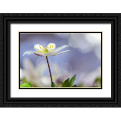 Purple Spring Black Ornate Wood Framed Art Print with Double Matting by Westum, Heidi