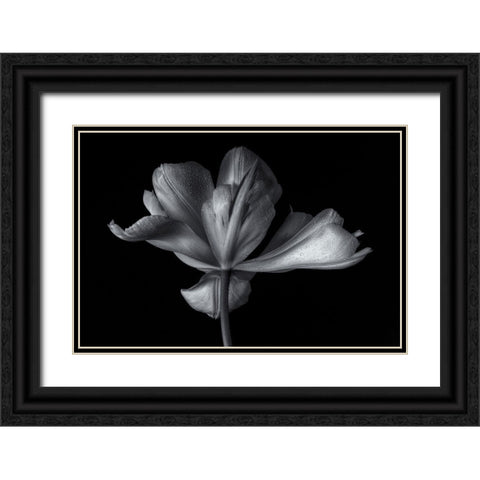 Tulipa Exotic Emperor Black Ornate Wood Framed Art Print with Double Matting by Myles, Penny