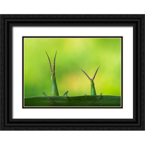 Macro Black Ornate Wood Framed Art Print with Double Matting by Kamran, Mehdi