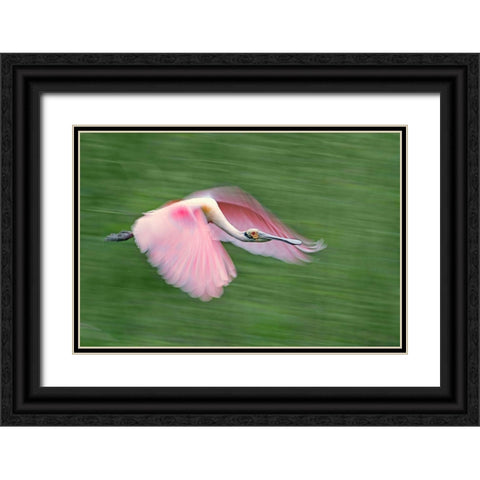 Pink And Green Black Ornate Wood Framed Art Print with Double Matting by Chang, Cheng