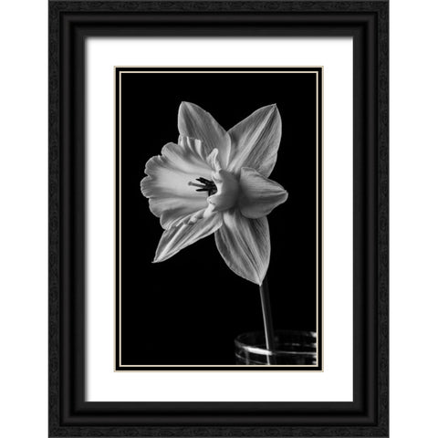 Narcissus May 2015 Black Ornate Wood Framed Art Print with Double Matting by M. Fielding, Edward