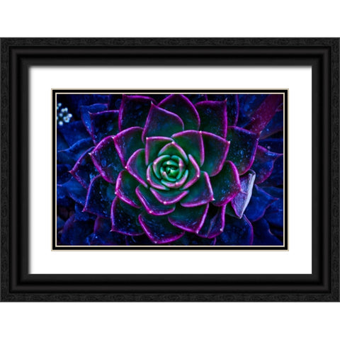 Wild Flowers Black Ornate Wood Framed Art Print with Double Matting by Pandya, Hardik