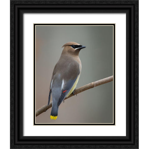 Strike A Pose Black Ornate Wood Framed Art Print with Double Matting by Barsh, Greg