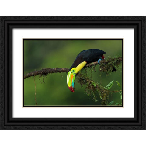 The Colors Of Costa Rica Black Ornate Wood Framed Art Print with Double Matting by Ferretto, Fabio