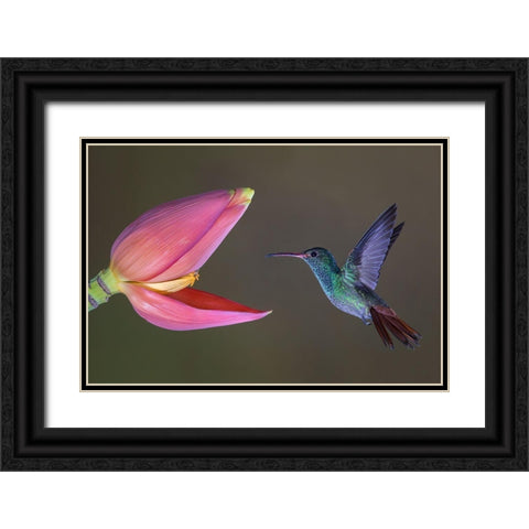 Target Practice Black Ornate Wood Framed Art Print with Double Matting by Barsh, Greg