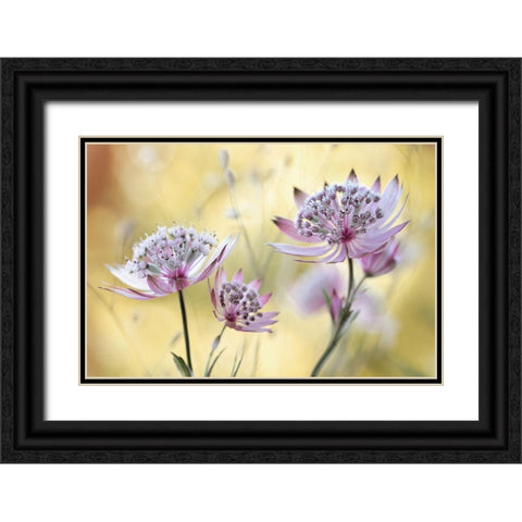 Astrantia Major Black Ornate Wood Framed Art Print with Double Matting by Disher, Mandy