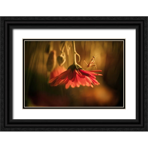 Nous Venons En Paix Black Ornate Wood Framed Art Print with Double Matting by BRAVIN, Fabien