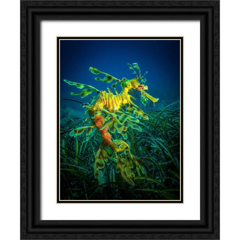 Leafy Sea Dragon - Male With Eggs Black Ornate Wood Framed Art Print with Double Matting by Abadschieff, Jan