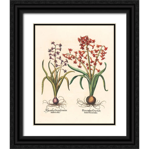 Hyacinth Botanical Black Ornate Wood Framed Art Print with Double Matting by Unknown
