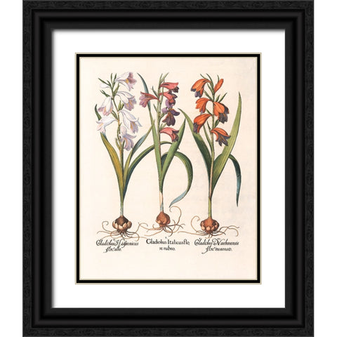 Gladiola Botanical Black Ornate Wood Framed Art Print with Double Matting by Unknown