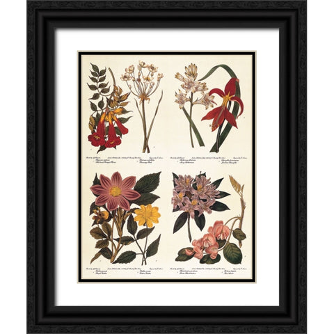 Botanicals Black Ornate Wood Framed Art Print with Double Matting by Unknown