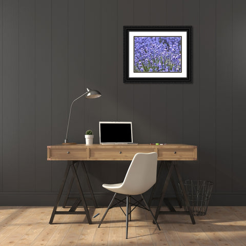 Lavender Field IX Black Ornate Wood Framed Art Print with Double Matting by Medeiros, Celito