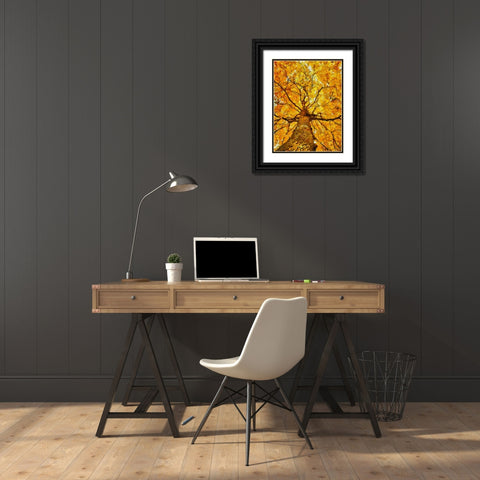 Collectio of Bloomin and Autumn Trees VII Black Ornate Wood Framed Art Print with Double Matting by Medeiros, Celito