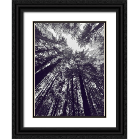 Redwood Trees BW Black Ornate Wood Framed Art Print with Double Matting by Tenoever, William