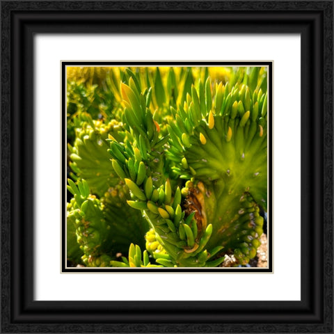 Cactus Black Ornate Wood Framed Art Print with Double Matting by Tenoever, William