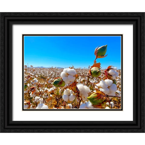 CottonFields1 Black Ornate Wood Framed Art Print with Double Matting by Tenoever, William