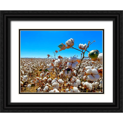 CottonFields2 Black Ornate Wood Framed Art Print with Double Matting by Tenoever, William