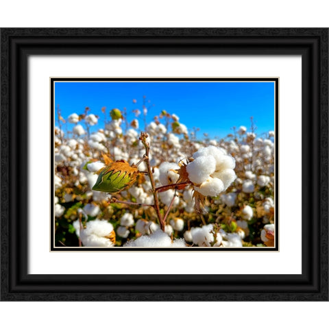 CottonFields3 Black Ornate Wood Framed Art Print with Double Matting by Tenoever, William