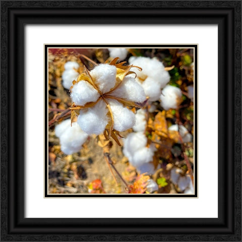 CottonFields4 Black Ornate Wood Framed Art Print with Double Matting by Tenoever, William